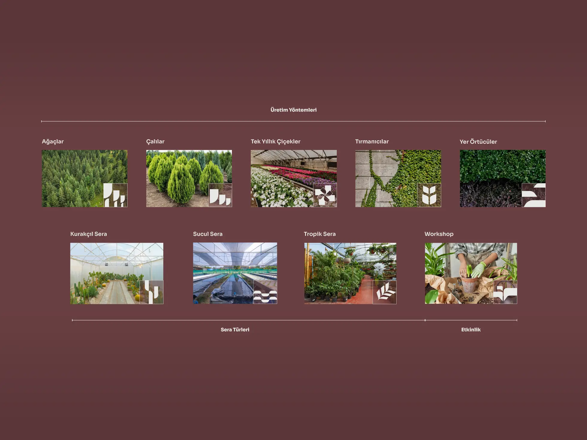 Nadir Flora, project image
